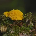 Kan man købe færdiglavet slime eller skal man lave det selv?