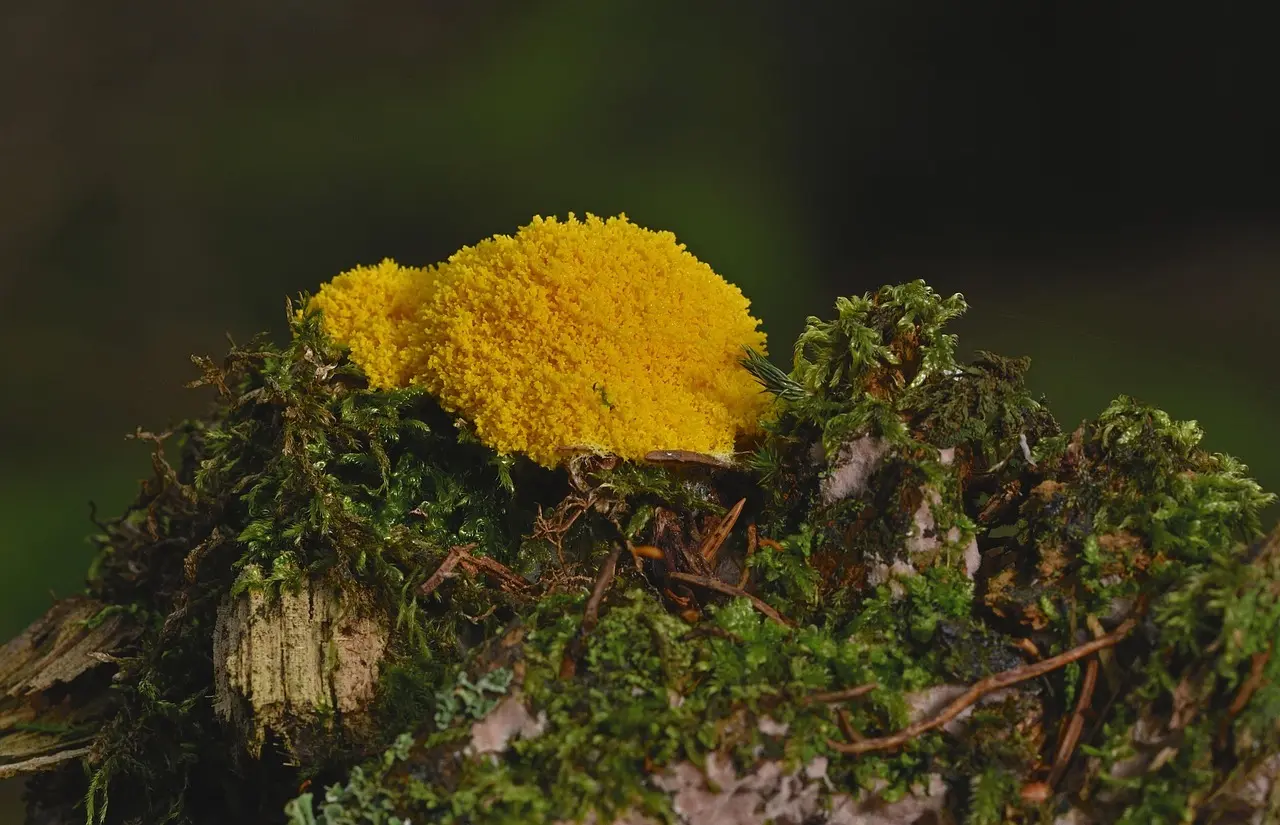 Kan man købe færdiglavet slime eller skal man lave det selv?